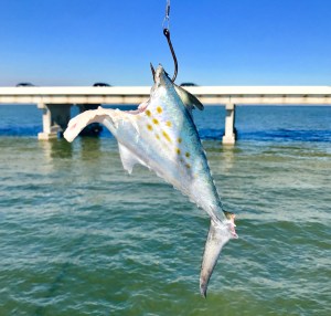 1CC094BD-4DF8-483E-B356-464D16547BA8