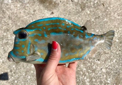 C1E8A5B8-F2F7-44EC-BE8B-EF193C315053